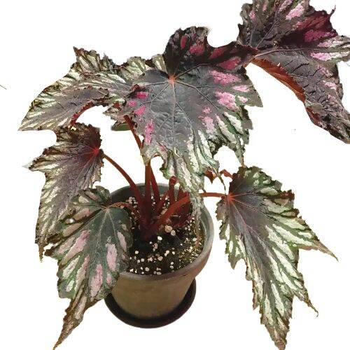 tanaman hias daun begonia coklat-begonia garuda | Lazada Indonesia