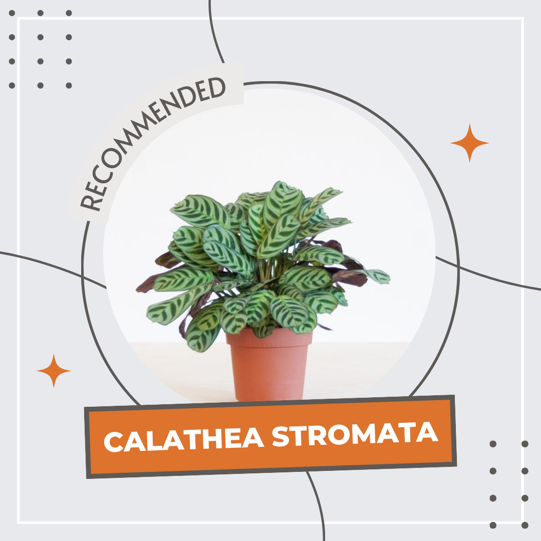 Calathea Stromata | Lazada Indonesia