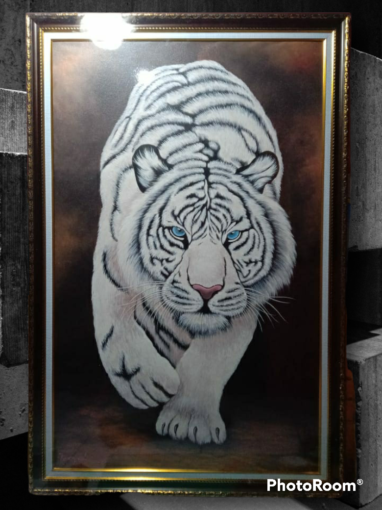 Putih harga harimau Harimau Bengala/Putih