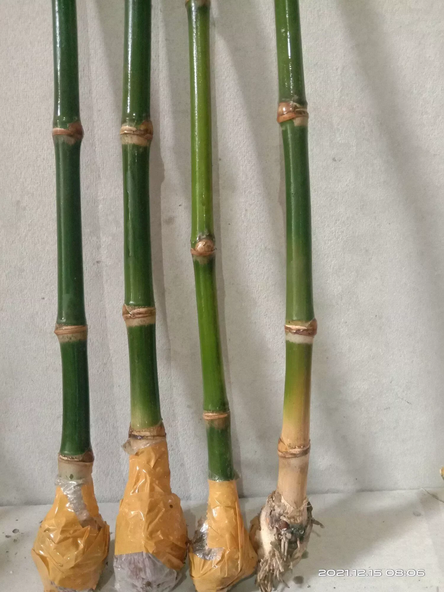 Jual Bambu Petung Bekasi Jual Jual Bambu Petung Bekasi Terbaru