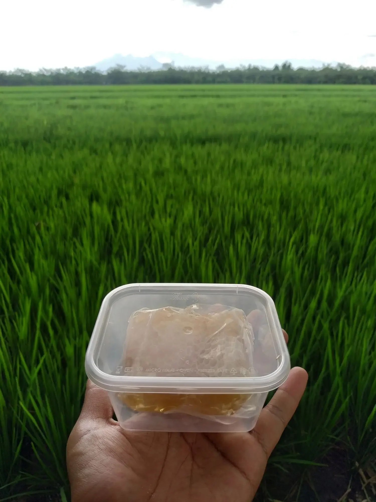madu sarang/sarang madu/honeycomb 100 gram