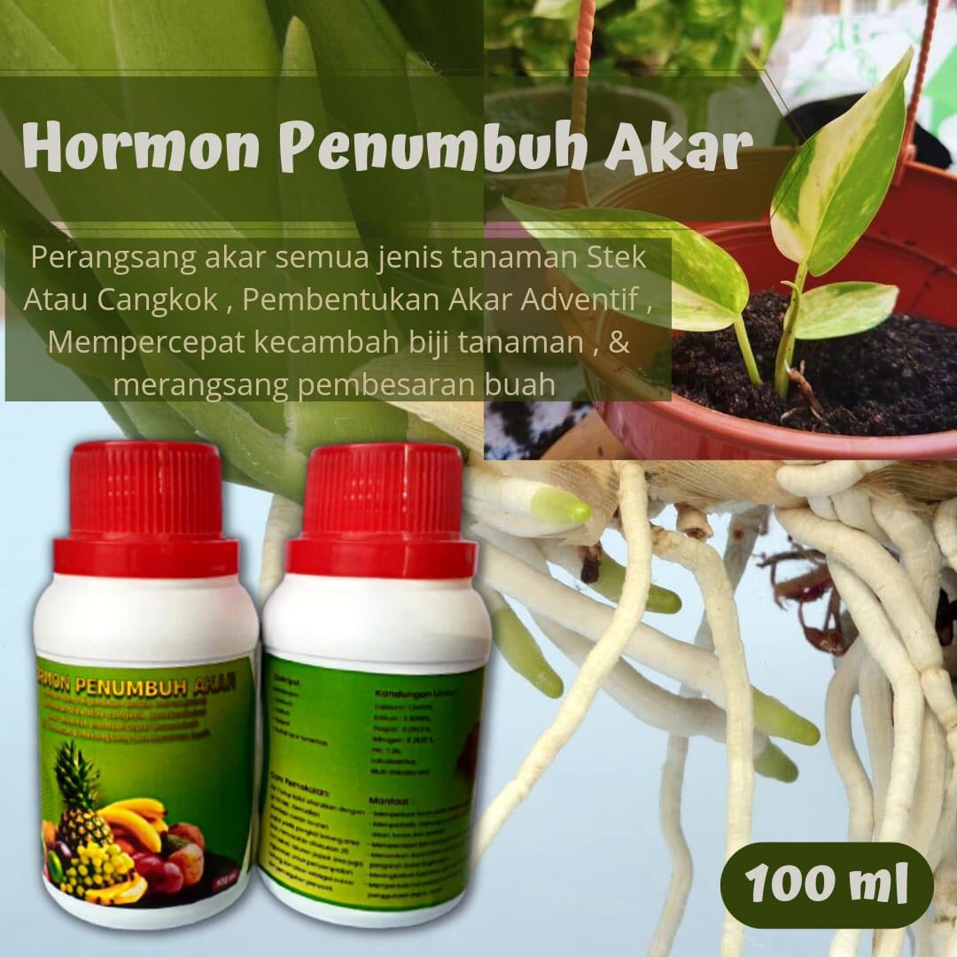 Nutrisi Organik Perangsang Akar Ampuh Alami Hormon Cepat Tumbuh Akar