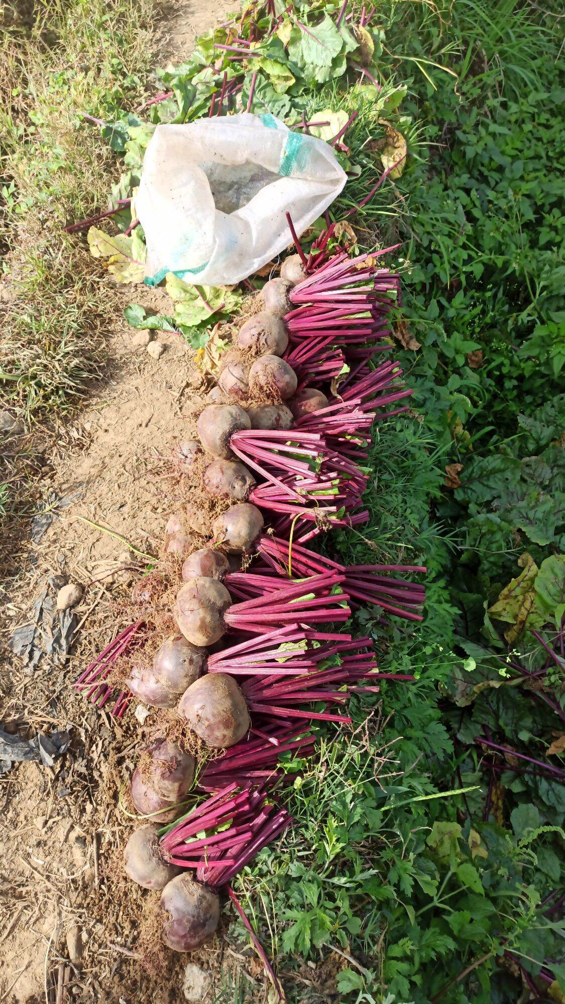bit root segar/ beet root fresh 1 kg | Lazada Indonesia
