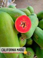 BIBIT PEPAYA CALIFORNIA MADU 1 GRAM ISI 50 BUTIR YOU SEED