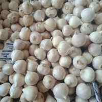 bawang putih tunggal super 500 gram
