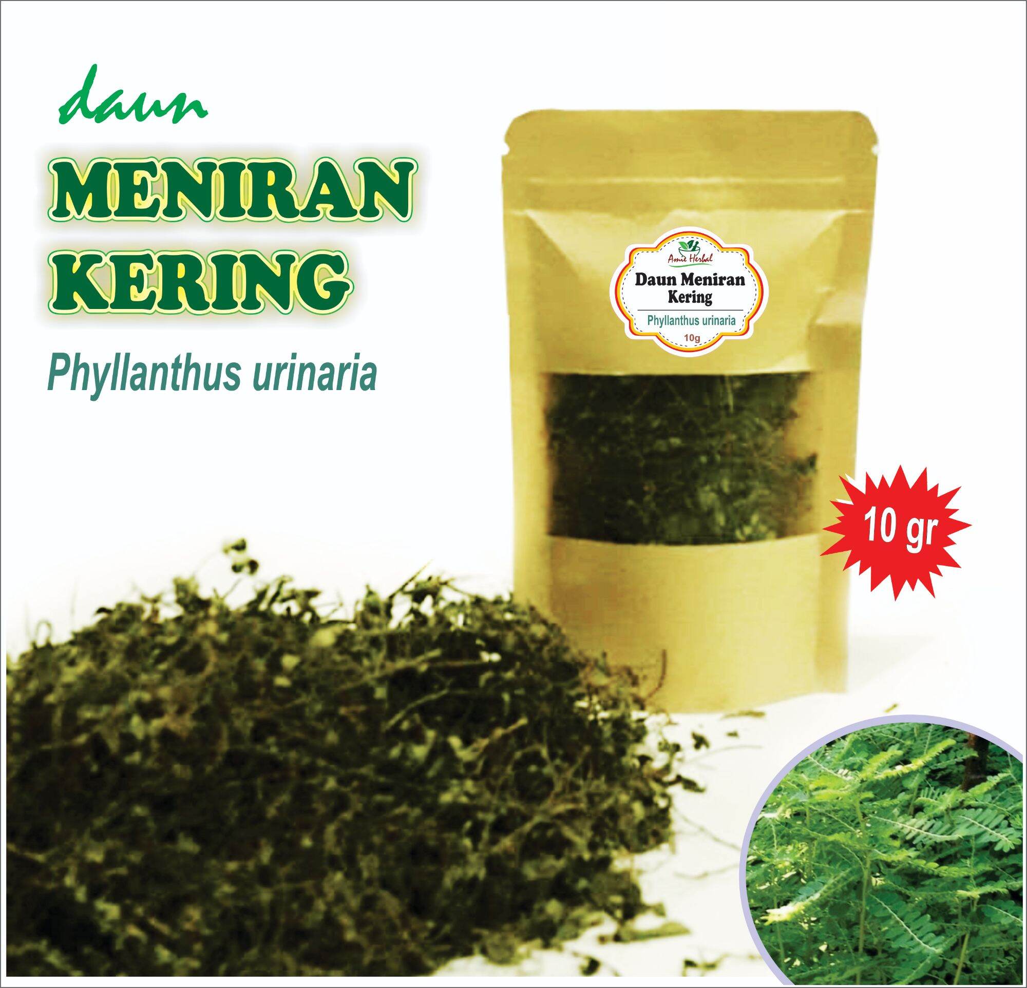 Daun Meniran Kering/Phyllanthus Urinaria. Herbal Daun meniran kering