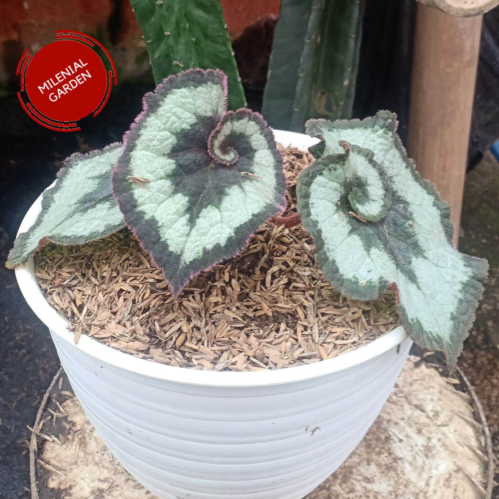 Jual Tanaman Begonia Escargot Terbaru - Feb 2023 