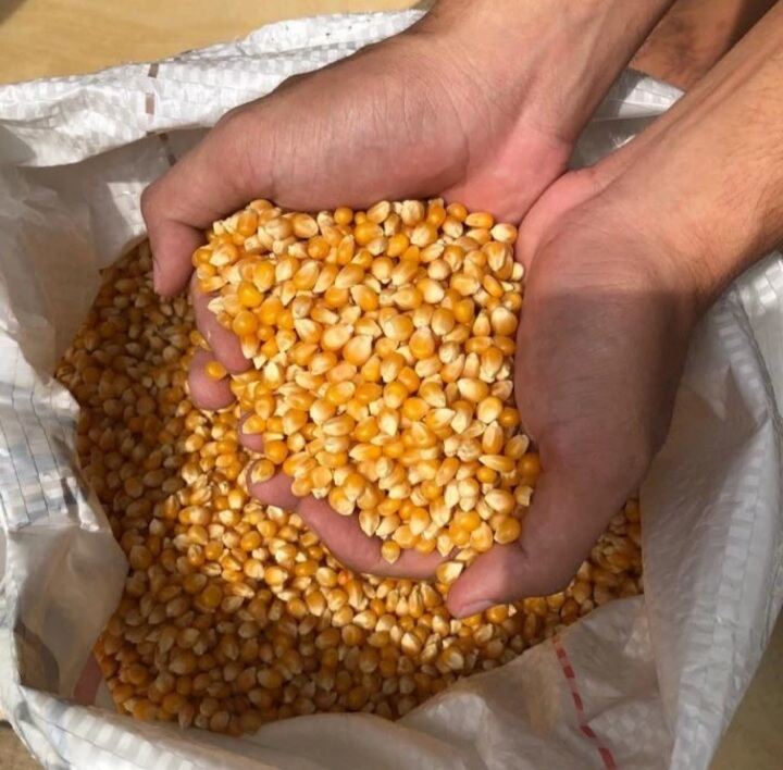 Jagung Popcorn 1kg Jagung Mentah Popcorn Lazada Indonesia 0459