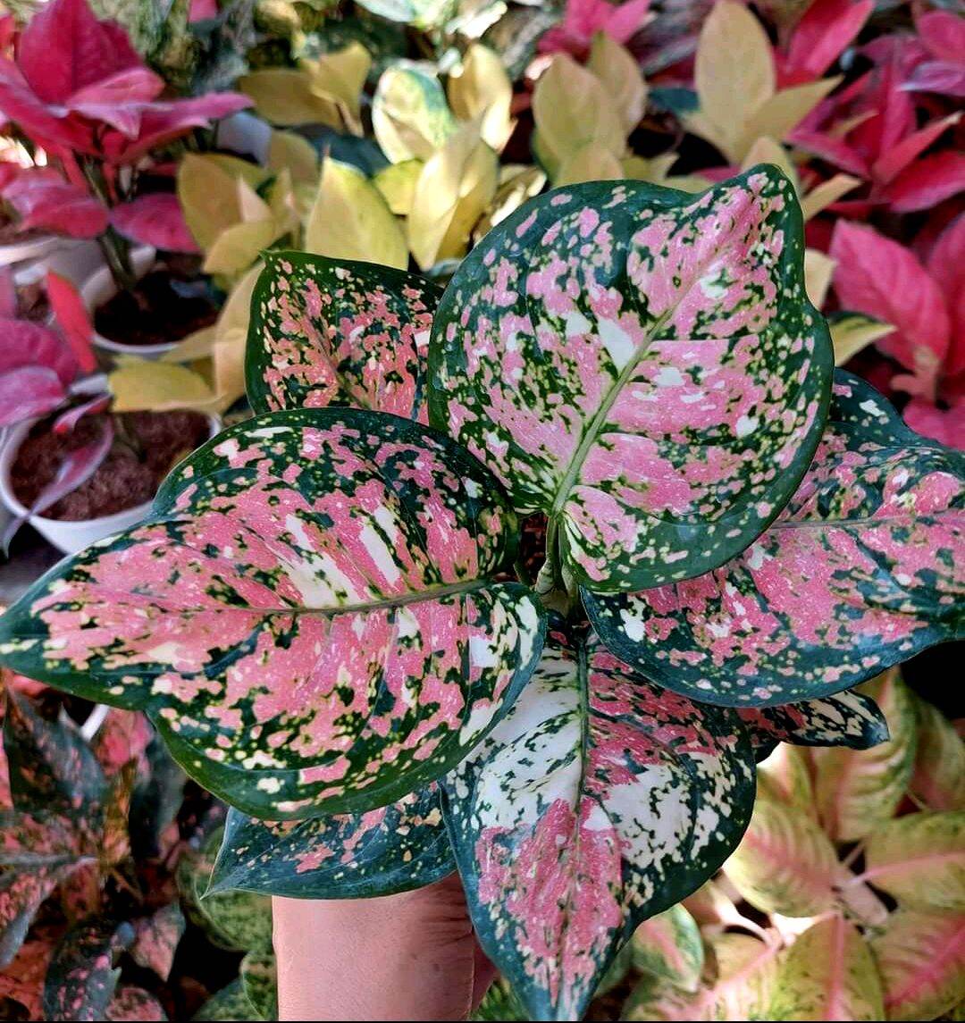 Aglonema Tree Colour Dewasa Daun 6-7-8 / Bukan DUT Anjamani