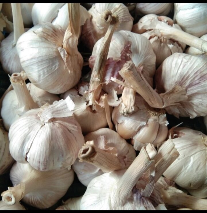 Bawang Putih Honan Kotor 1 Kg Lazada Indonesia