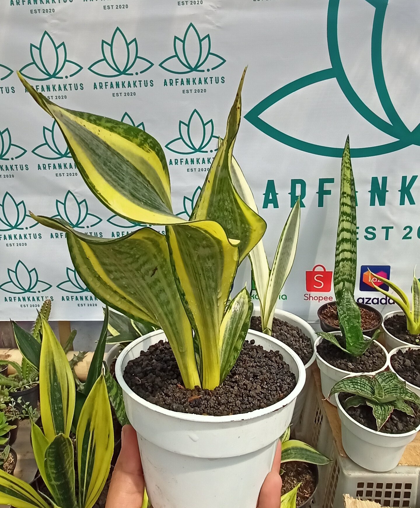 Sansevieria dark green clone var (dgc斑入)