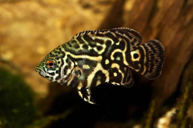 Jual Ikan Oscar Tiger Terbaru Lazada Co Id