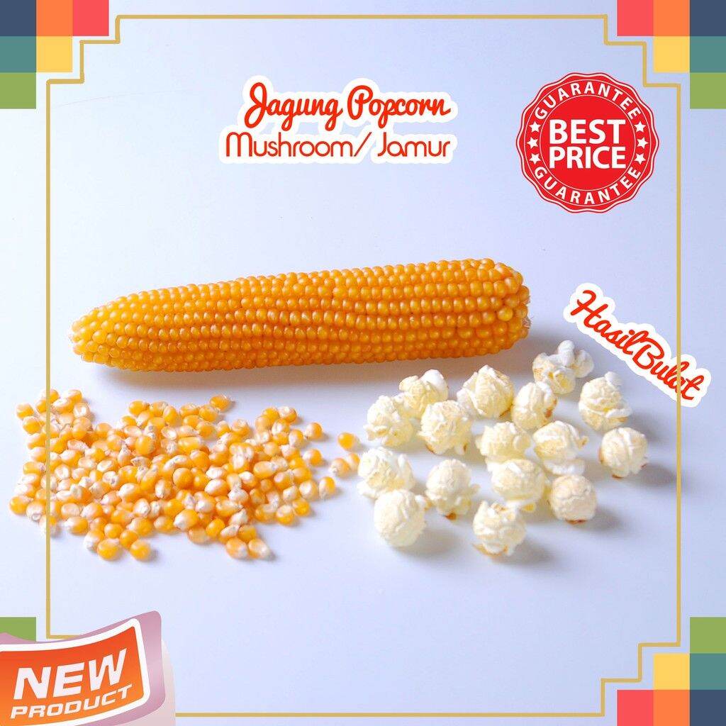 Jagung Popcorn 1kg Biji Popcorn Kiloan Mentah Popcorn 500 Gram Lazada Indonesia 2411