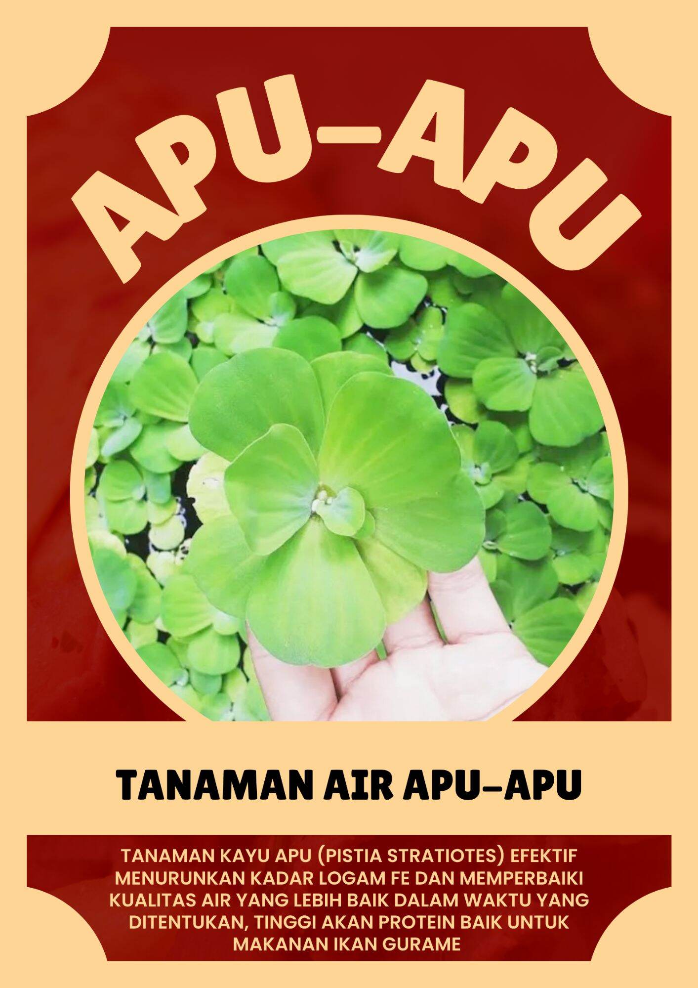 paket Tanaman air apu apu | Lazada Indonesia
