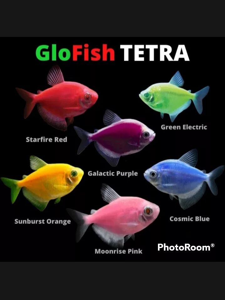 glofish tetra harga