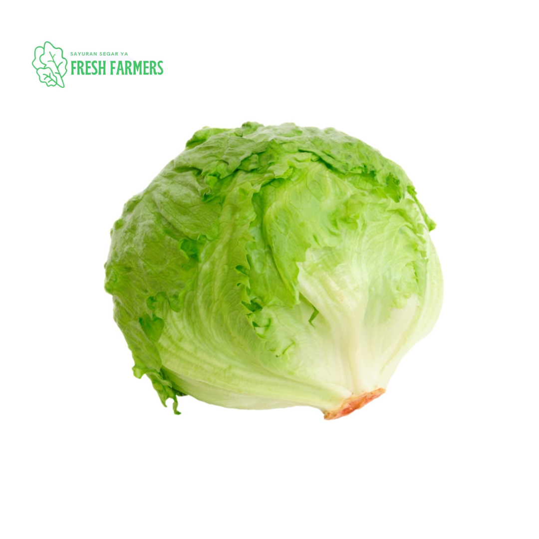 Lettuce Head 1Kg Lazada Indonesia