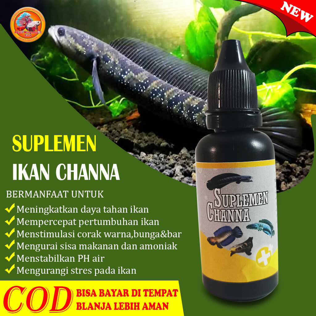 Suplemen ikan Channa obat probiotik Chana mutasi warna Lazada Indonesia