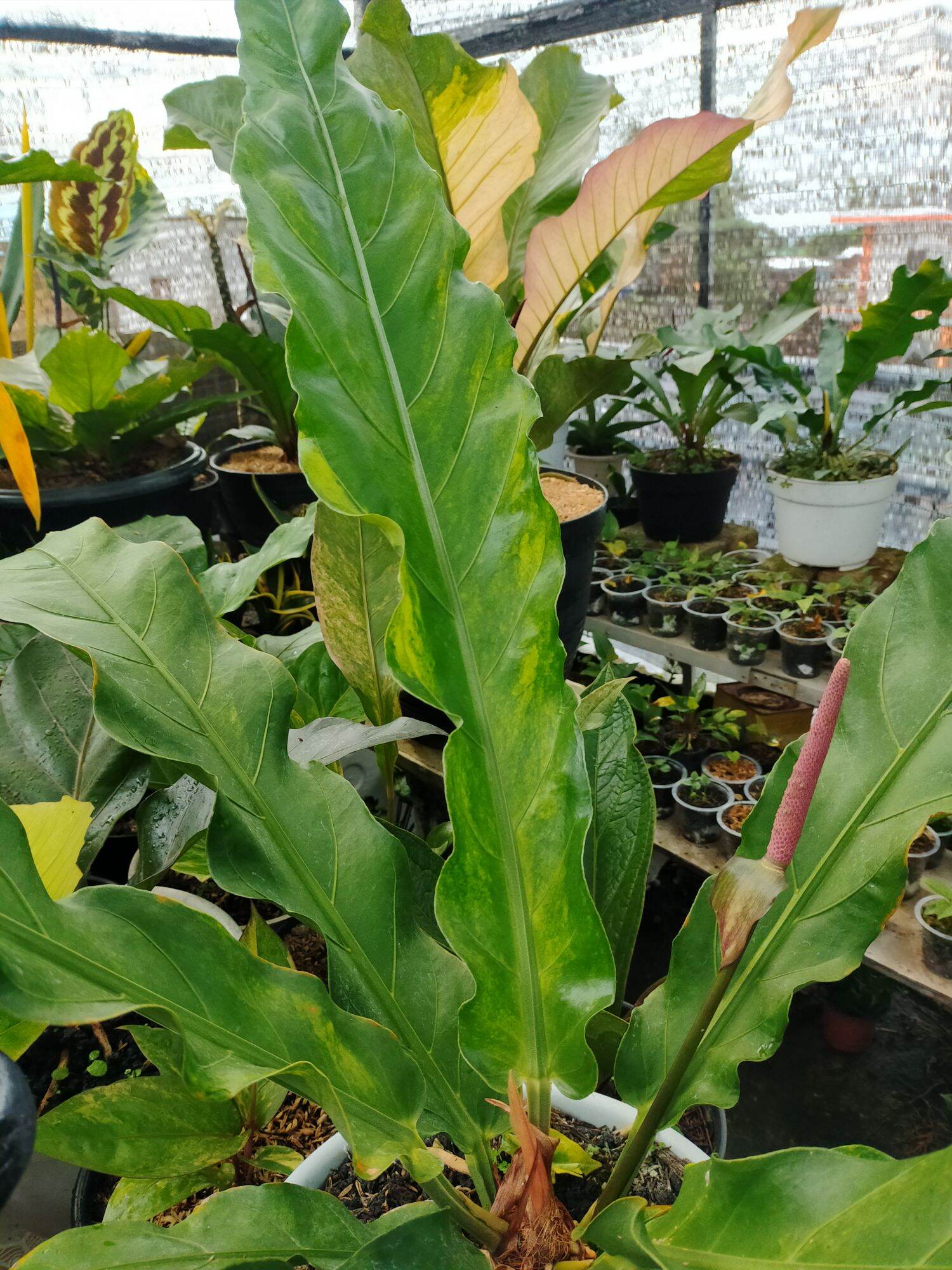 Anthurium crisboom varigata Anthurium Crisboom Variegata Bibit Bibit  Tanaman Hias Indoor Anthurium - Lazada | Lazada Indonesia