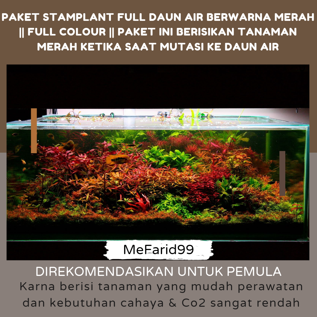 Tanaman Roudis Color Paket Stamplant Full Color Red ||Paket Tanaman Aquascape Full Daun Air ...