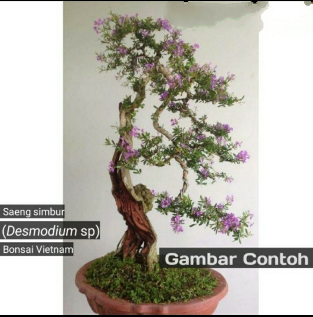 Bahan Bonsai Mame Saeng Simbur Micro Mikro Vietnam Termurah Lazada Indonesia