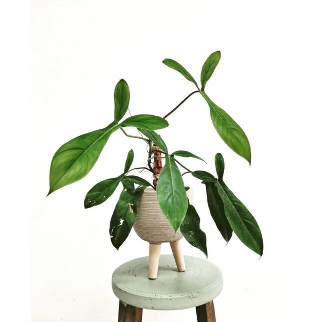 Tanaman Hias Philo Code Mature (PHILODENDRON CODE 69686) | Lazada Indonesia