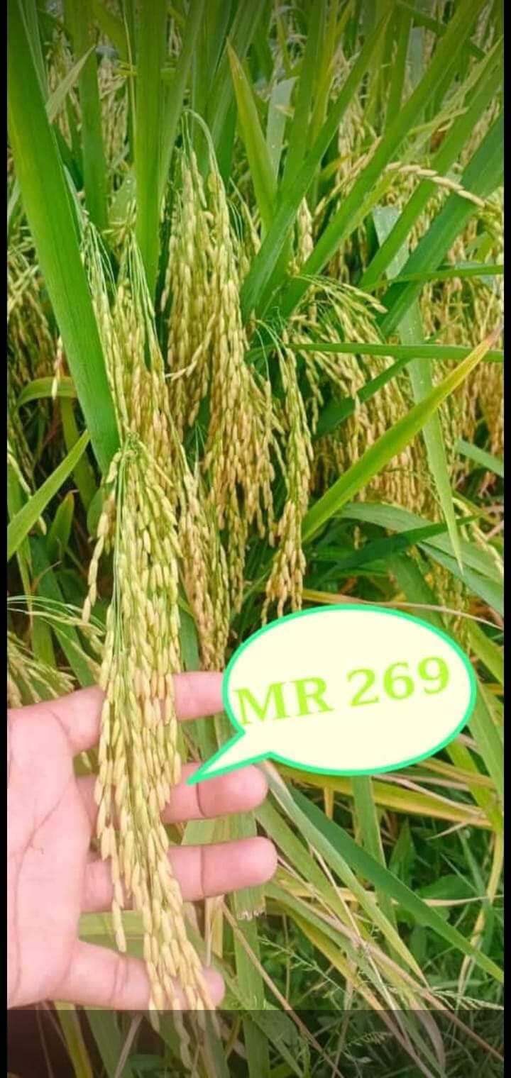 Benih Padi Mr 269 1kg Lazada Indonesia